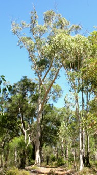 Bullich (Eucalyptus megacarpa